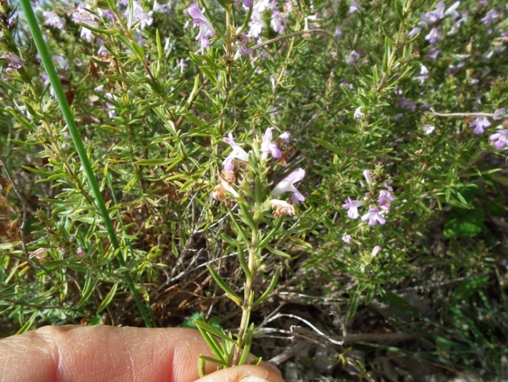 Lamiaceae aromatiche a Monte Morrone (Abruzzo)