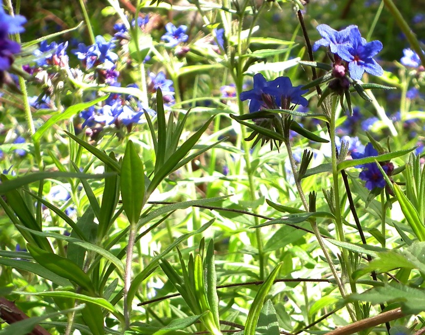 Buglossoides purpurocaerulea