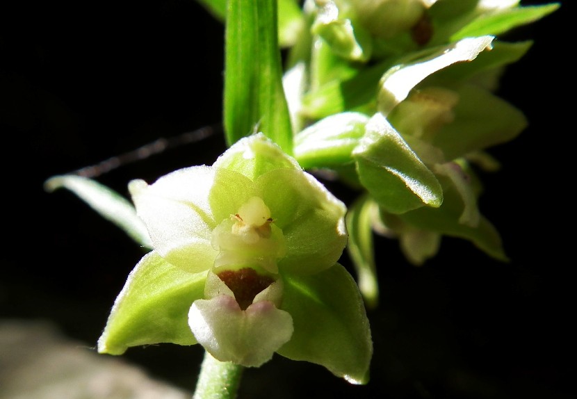 Epipactis helleborine?