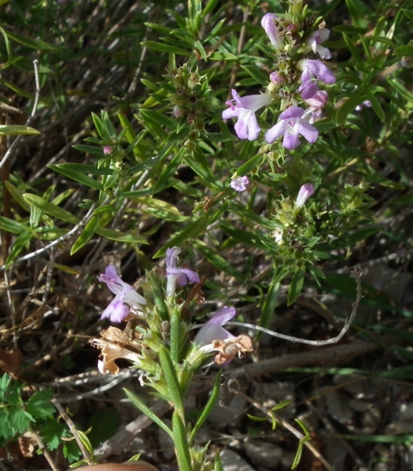 Lamiaceae aromatiche a Monte Morrone (Abruzzo)