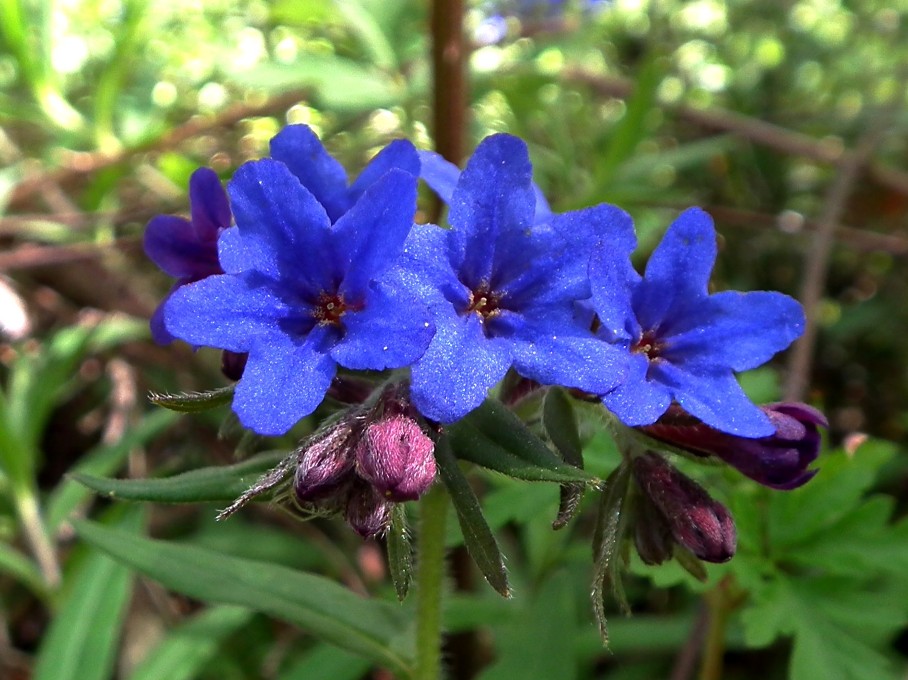 Buglossoides purpurocaerulea