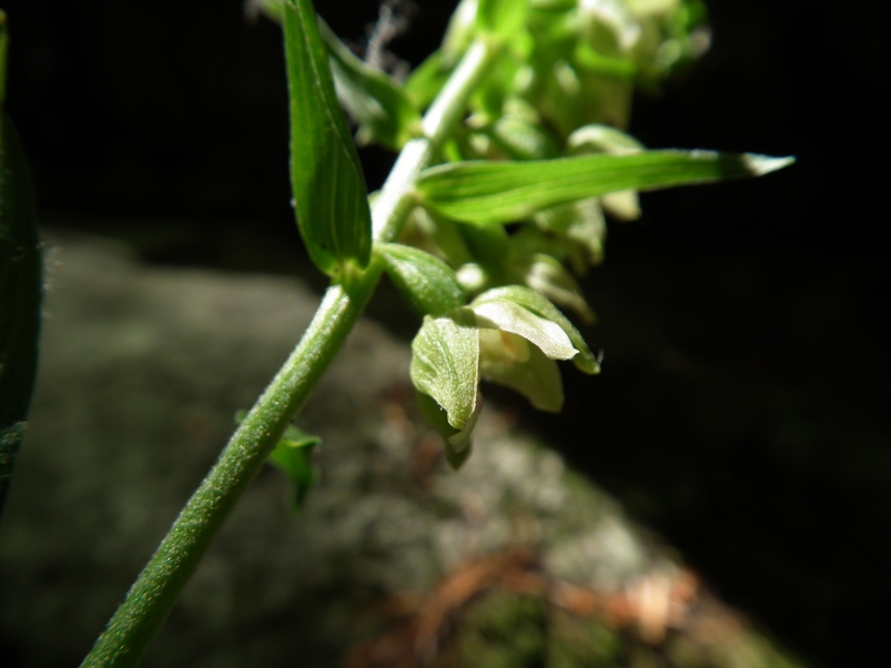 Epipactis helleborine?