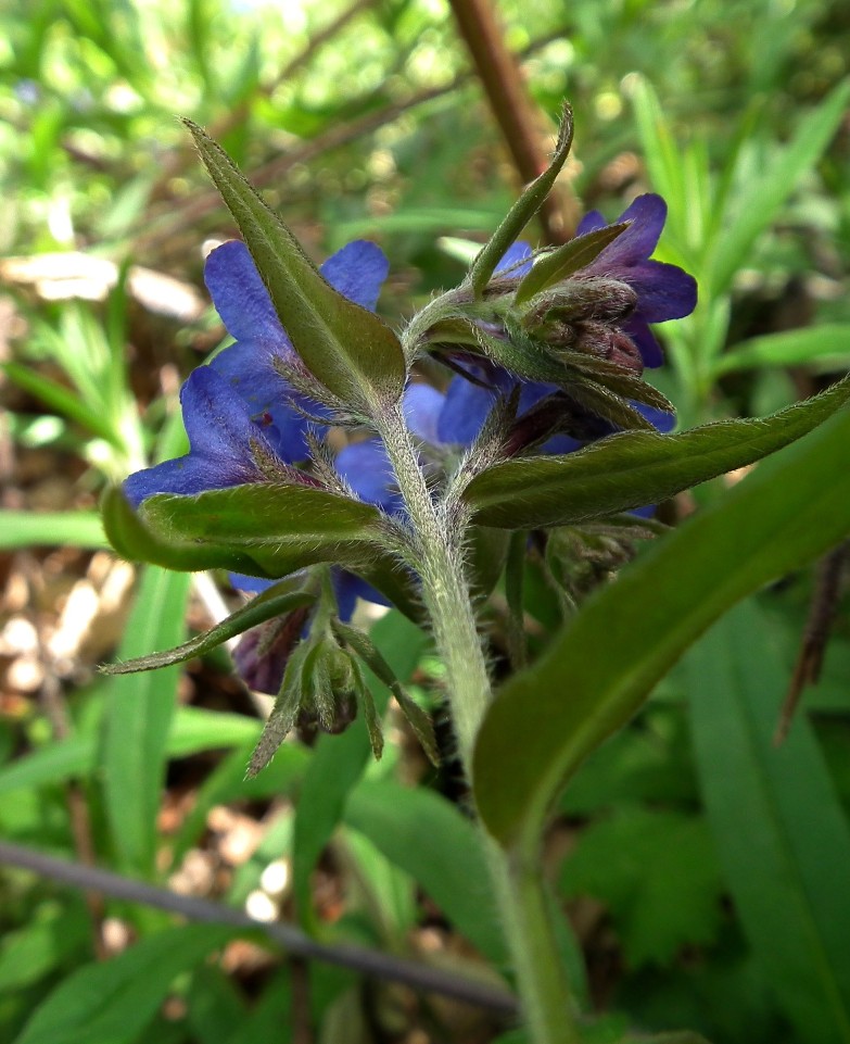 Buglossoides purpurocaerulea