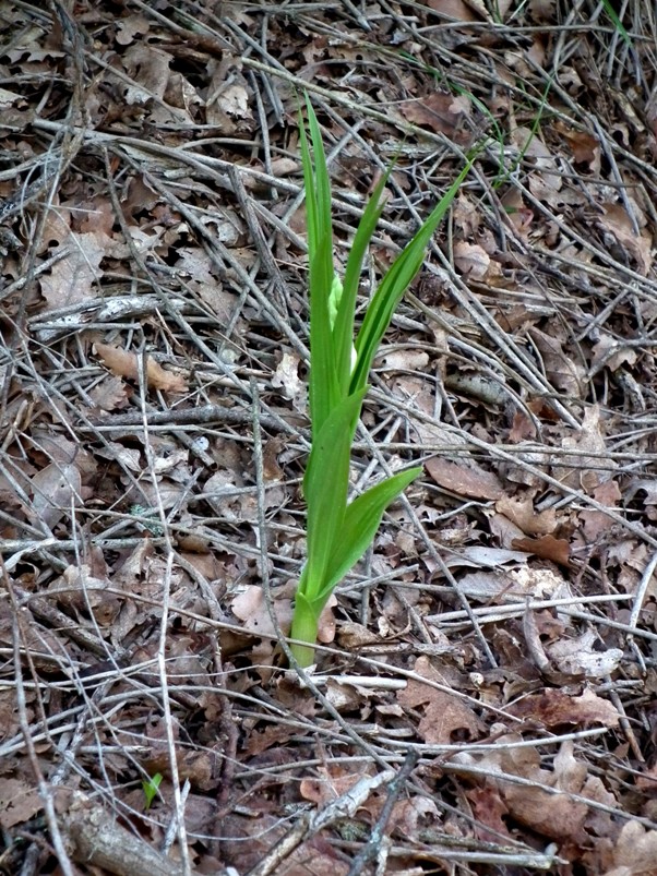 Cephalanthera longifolia ..in erba!!