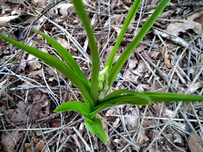 Cephalanthera longifolia ..in erba!!