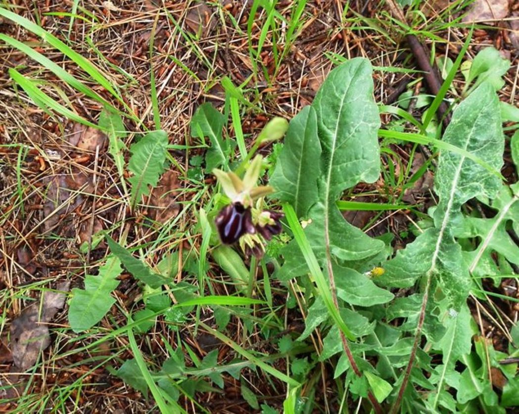 Ophrys specodes?