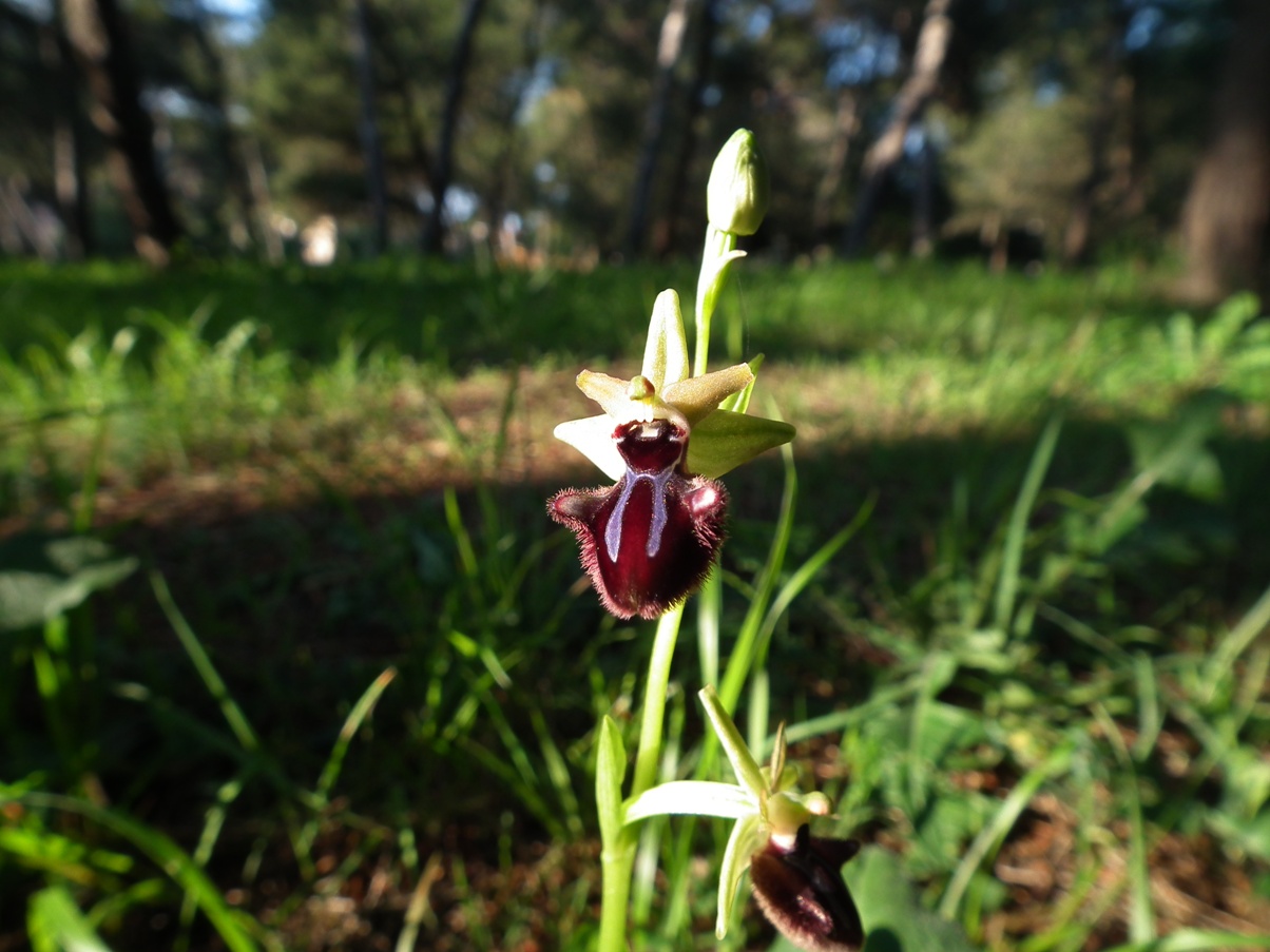 Ophrys specodes?