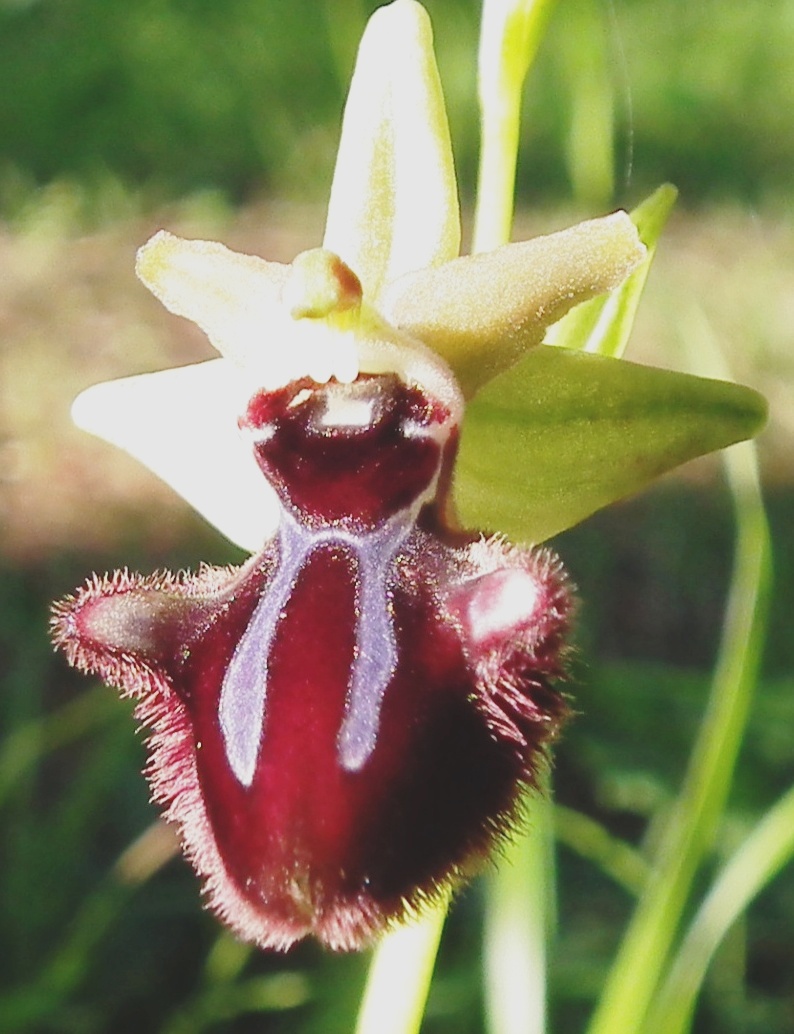 Ophrys specodes?