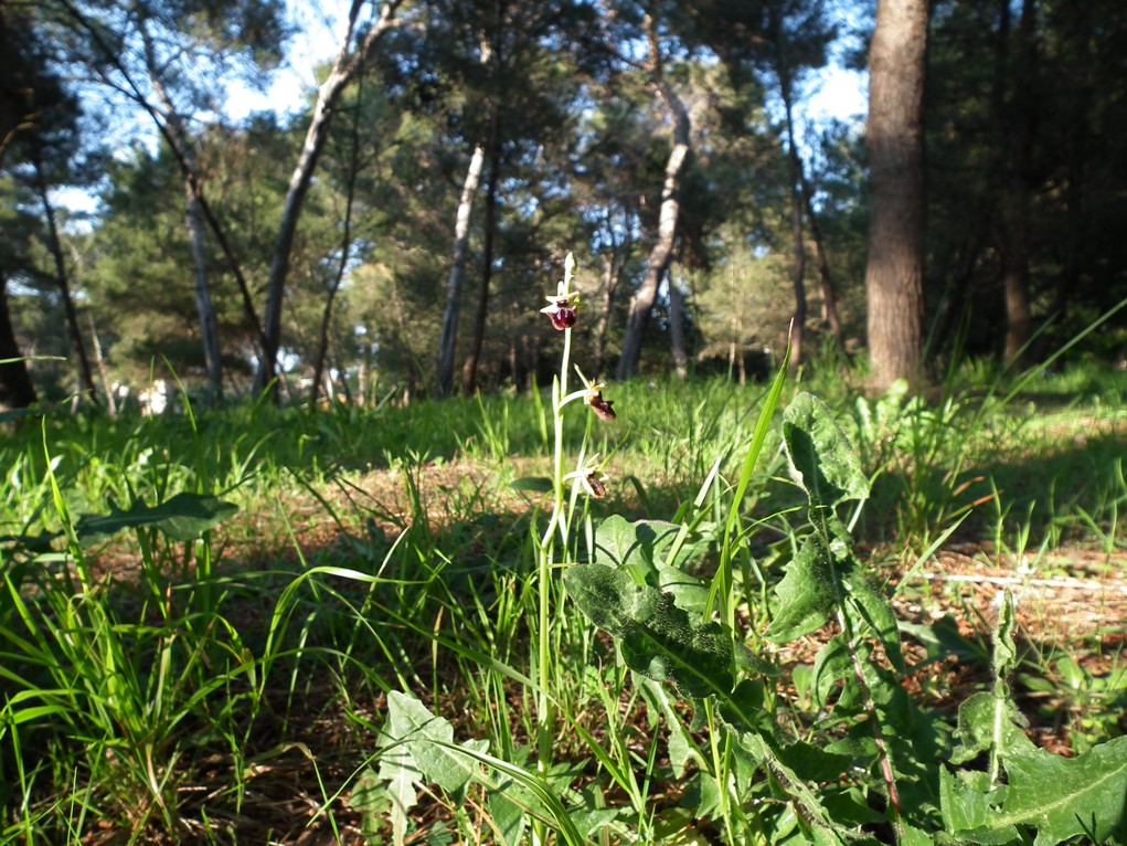 Ophrys specodes?