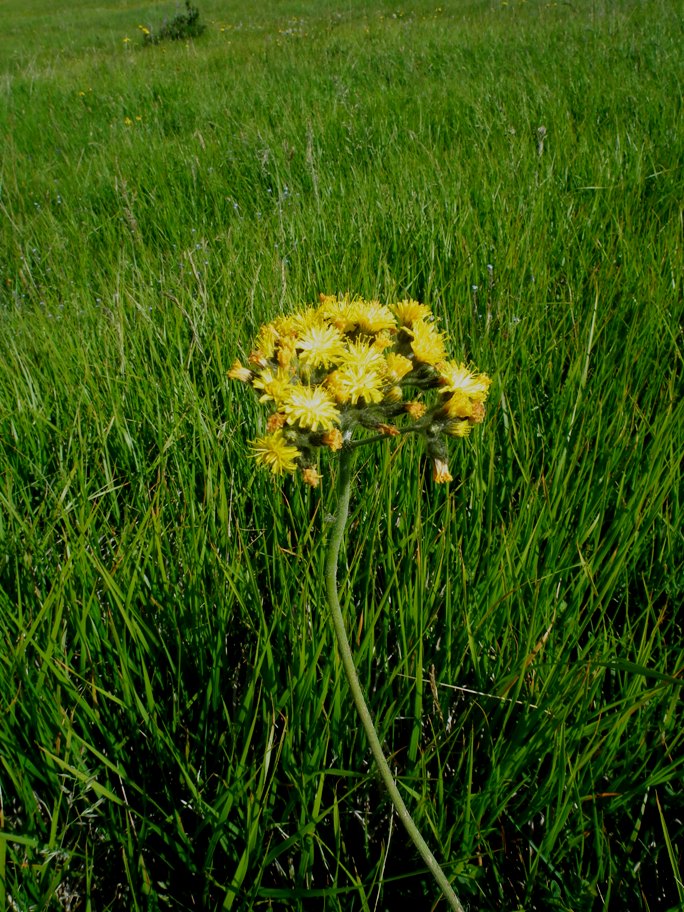 sparviere corimboso? S, Pilosella cymosa (=Hieracium cymosum)