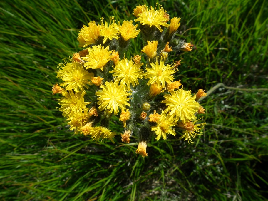 sparviere corimboso? S, Pilosella cymosa (=Hieracium cymosum)