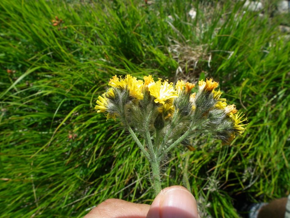 sparviere corimboso? S, Pilosella cymosa (=Hieracium cymosum)