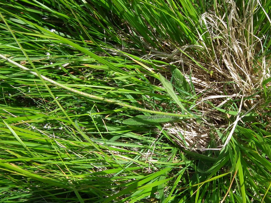 sparviere corimboso? S, Pilosella cymosa (=Hieracium cymosum)