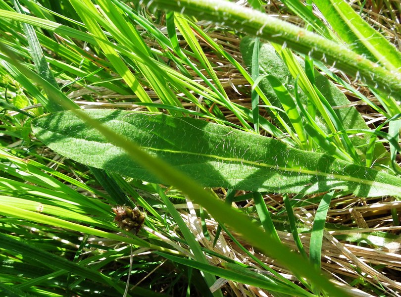 sparviere corimboso? S, Pilosella cymosa (=Hieracium cymosum)