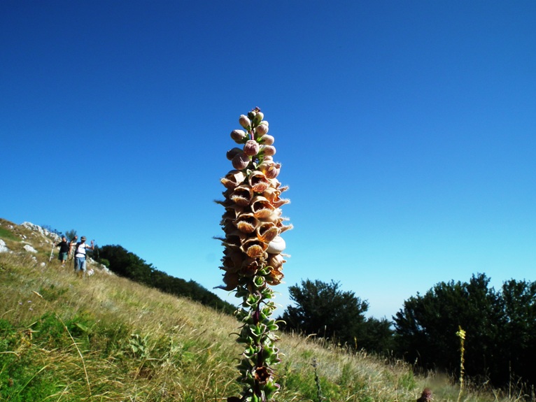 Digitalis ferruginea