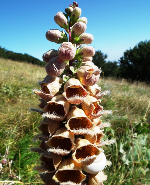 Digitalis ferruginea