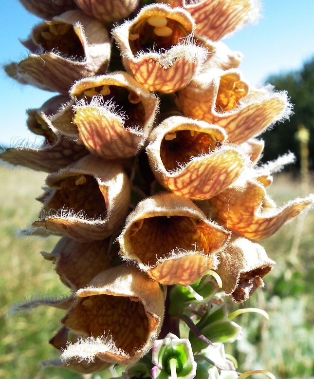 Digitalis ferruginea