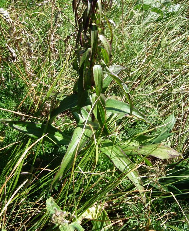 Digitalis ferruginea