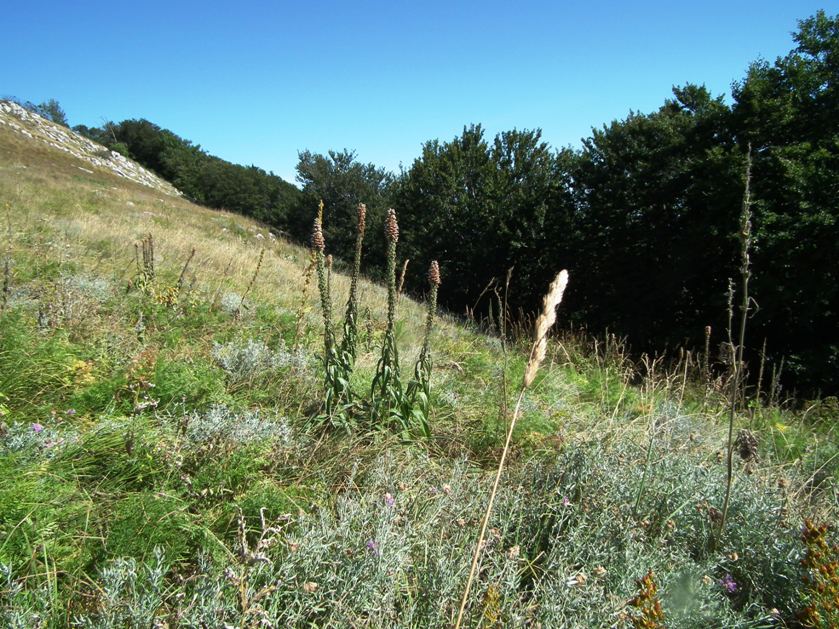 Digitalis ferruginea