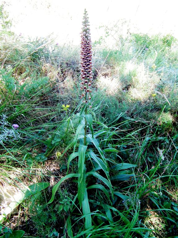 Digitalis ferruginea