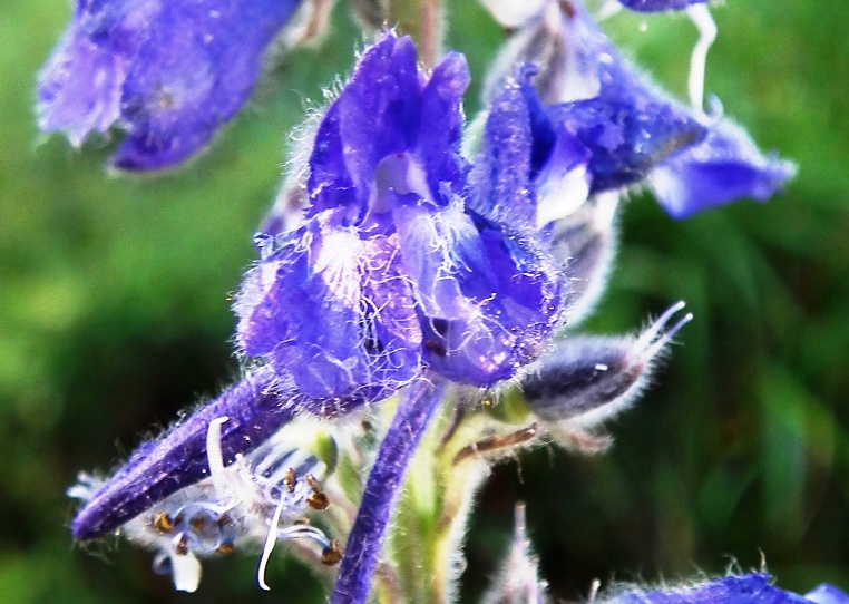 Delphinium fissum subsp. fissum?