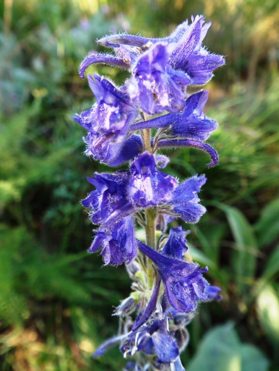 Delphinium fissum subsp. fissum?