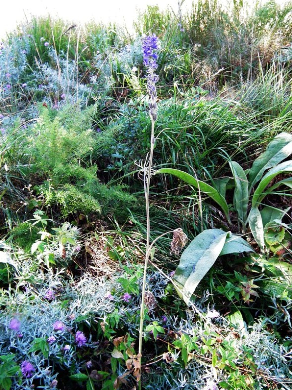 Delphinium fissum subsp. fissum?