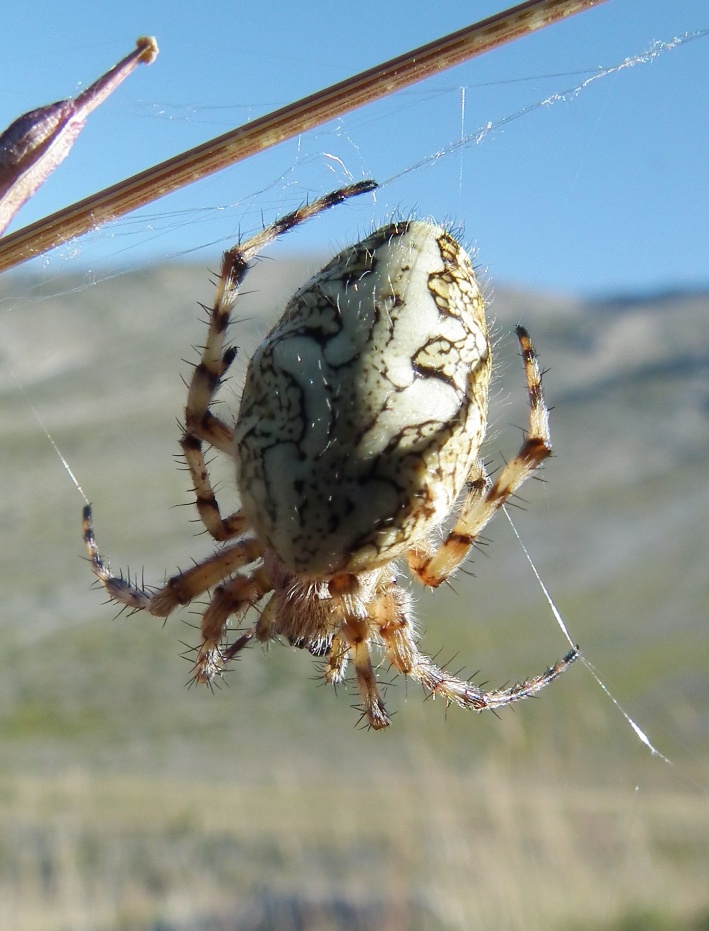 ragno montano. Aculepeira ceropegia