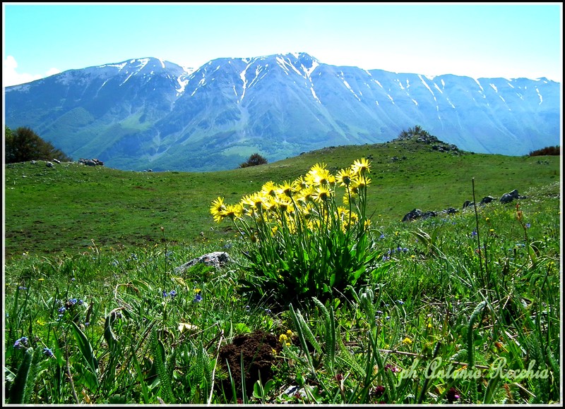 Senecio doronicum