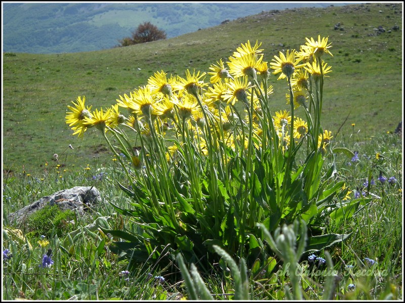 Senecio doronicum