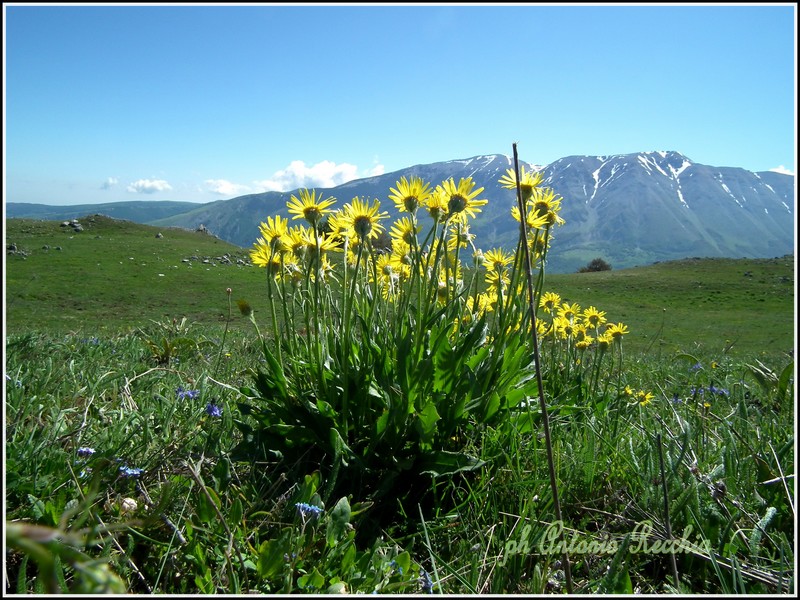 Senecio doronicum