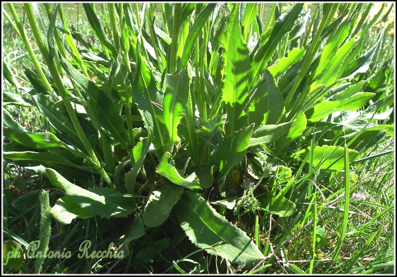 Senecio doronicum