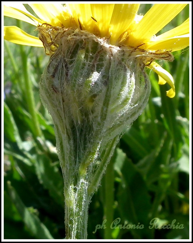 Senecio doronicum