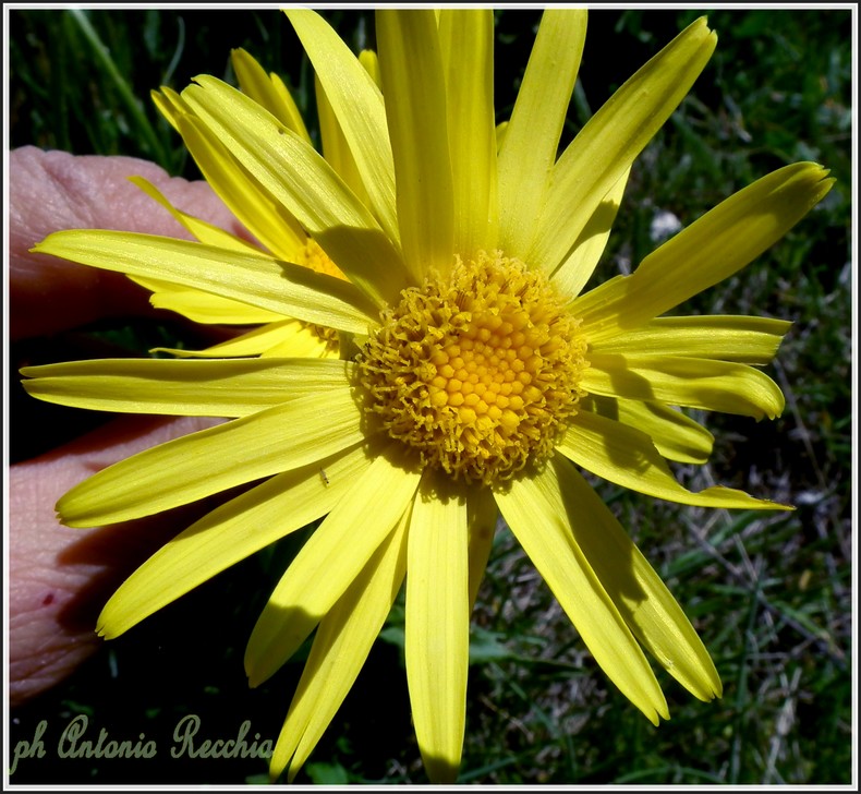 Senecio doronicum