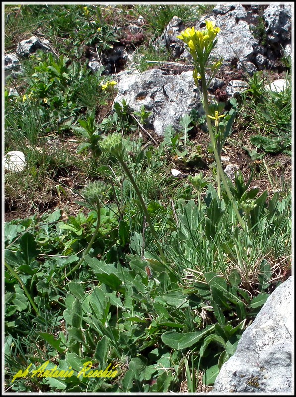 Brassica gravinae / Cavolo di Gravina