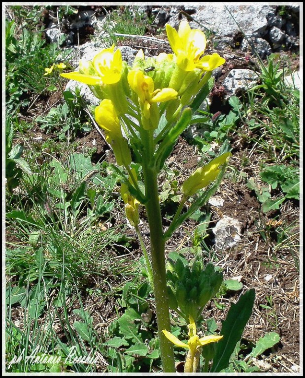 Brassica gravinae / Cavolo di Gravina