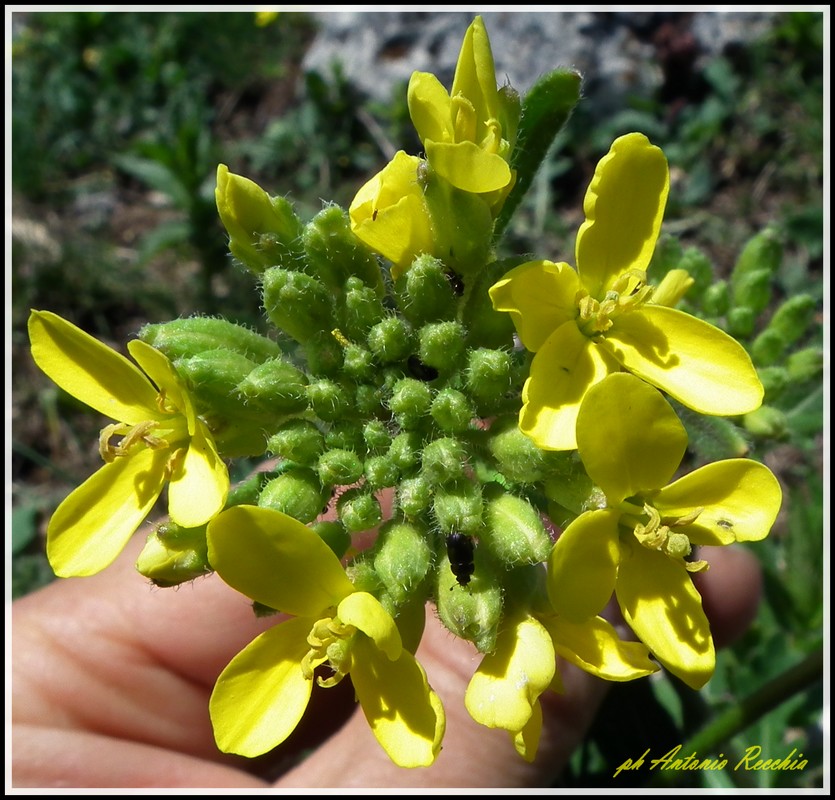 Brassica gravinae / Cavolo di Gravina