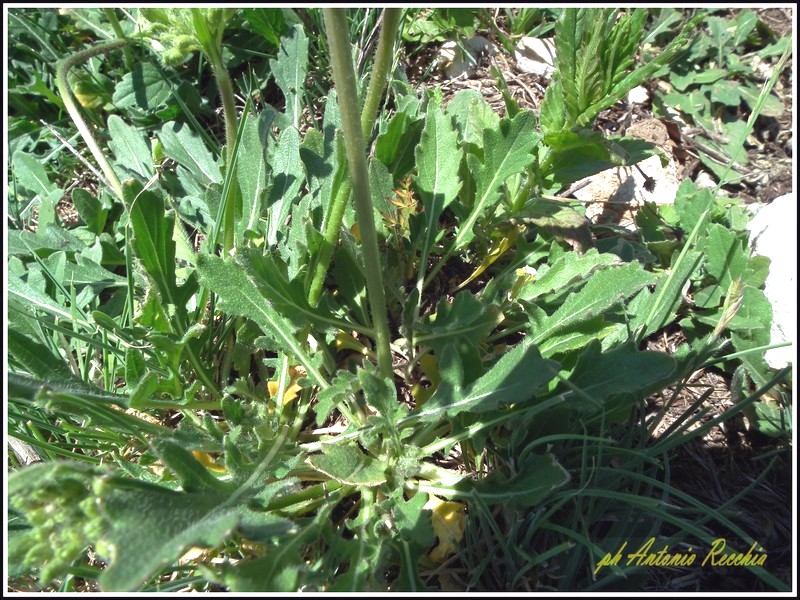 Brassica gravinae / Cavolo di Gravina