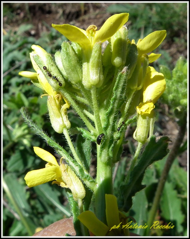 Brassica gravinae / Cavolo di Gravina