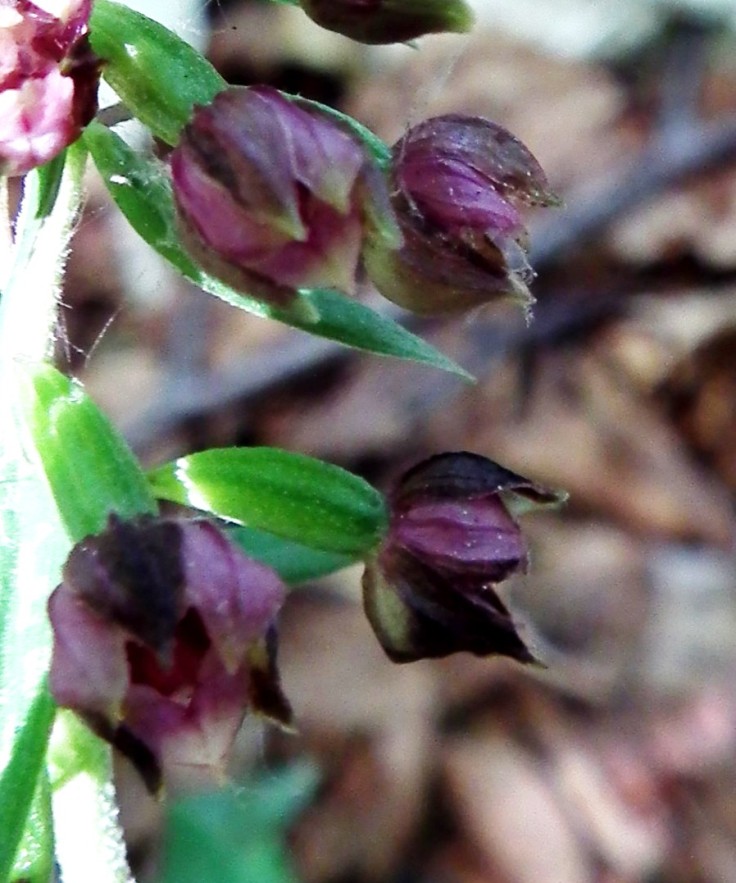 Epipactis sp.