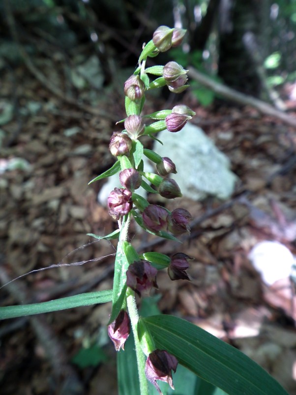 Epipactis sp.