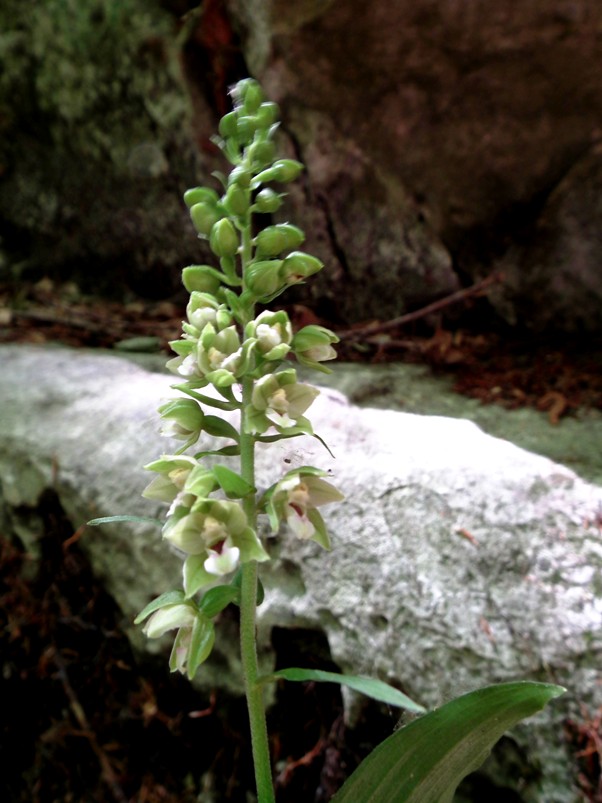 Epipactis helleborine?