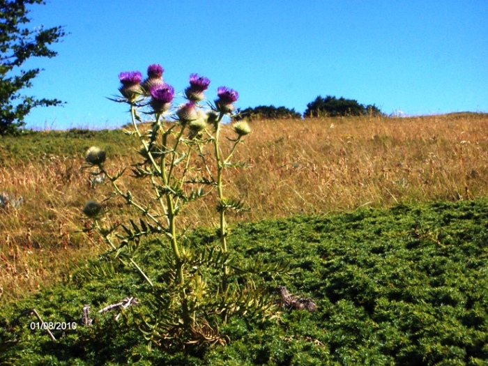 Cirsium lobelii / Cardo di L''Obel