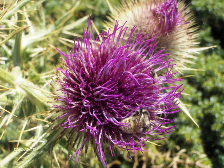 Cirsium lobelii / Cardo di L''Obel