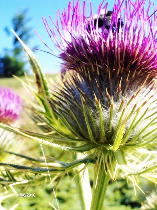 Cirsium lobelii / Cardo di L''Obel