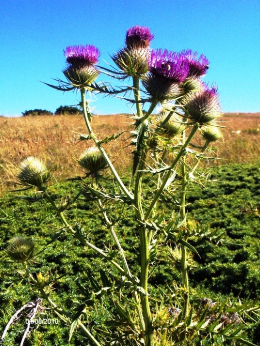 Cirsium lobelii / Cardo di L''Obel