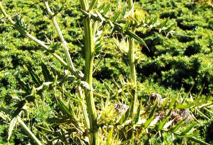 Cirsium lobelii / Cardo di L''Obel