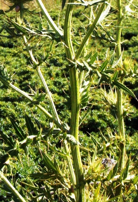 Cirsium lobelii / Cardo di L''Obel