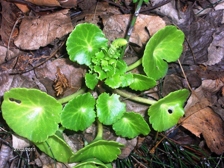 Umbilicus sp.?