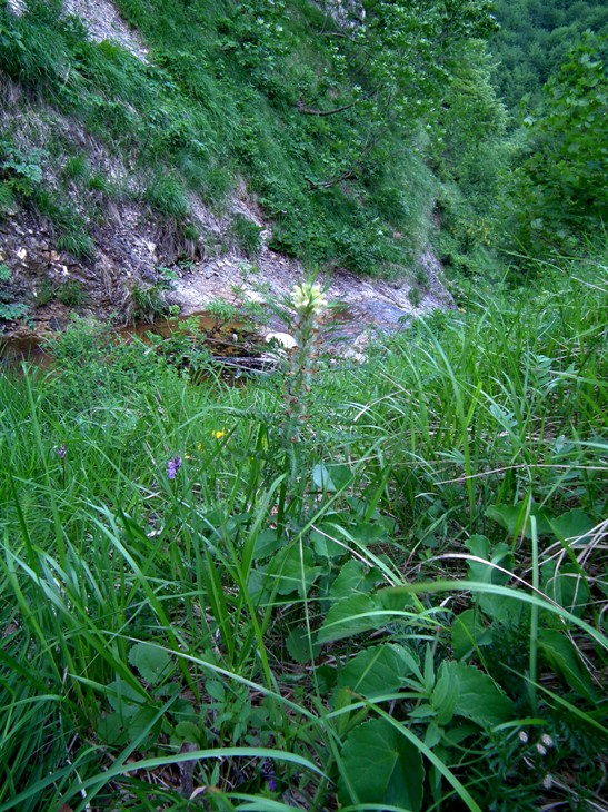 Pedicularis sp